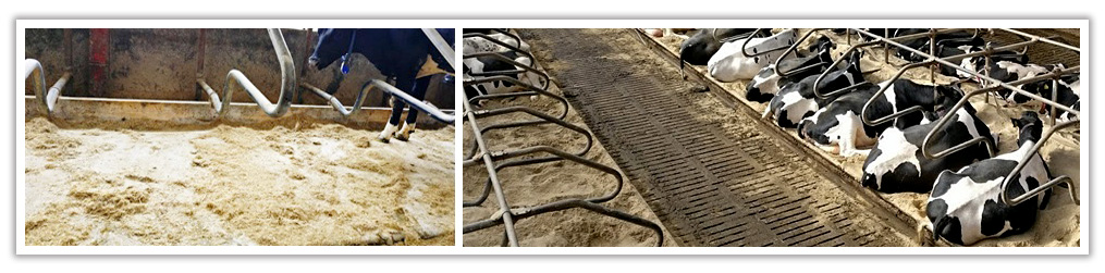 http://mastitisvaccination.com/wp-content/uploads/2018/03/Best-bedding-materials-for-preventing-mastitis-in-dairy-cows.jpg