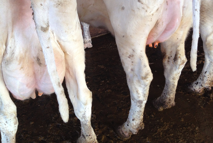 Non-Aureus Staphylococci usually cause mild infections and sub-clinical cases of mastitis in dairy cows.