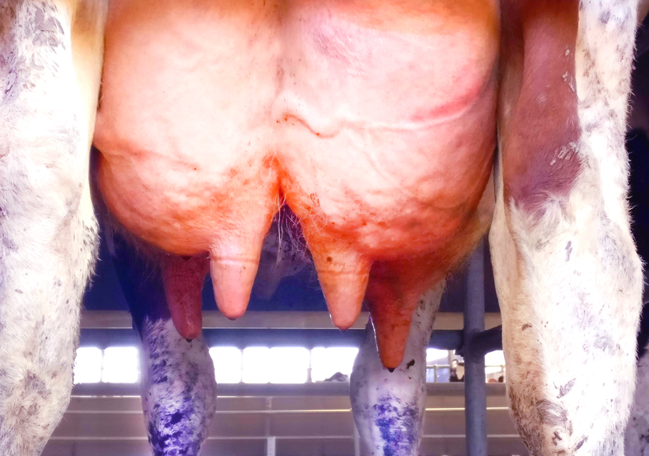 Teat sphincter and teat canal are barriers against pathogen invasion and prevent bovine mastitis.