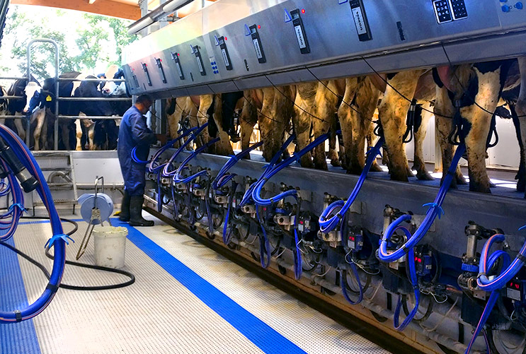 Milking machine. Efficient milking routine does not only mean reducing the milking time, but also reducing the risk of bovine mastitis in dairy cows.