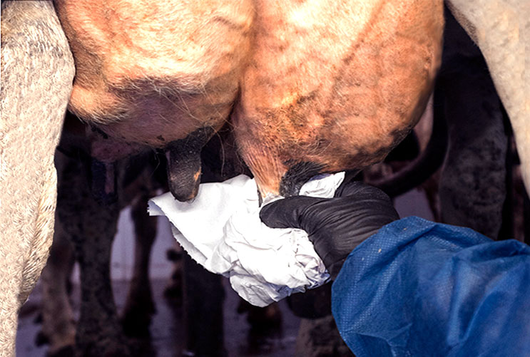 Drying of the teats can help you to reduce the risk of contagious mastitis in your dairy cows.