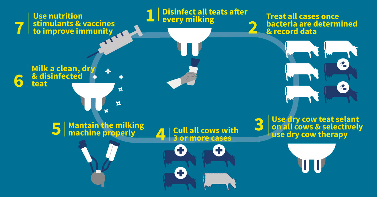 The 7-point mastitis control plan for bovine mastitis prevention 