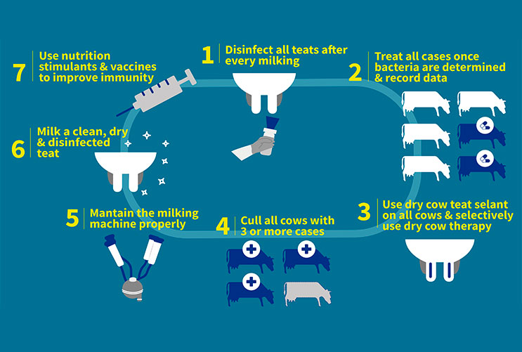 Zapalenie wymienia u krów: 7-punktowy plan kontroli zapalenia wymienia u krów mlecznych (infografika)