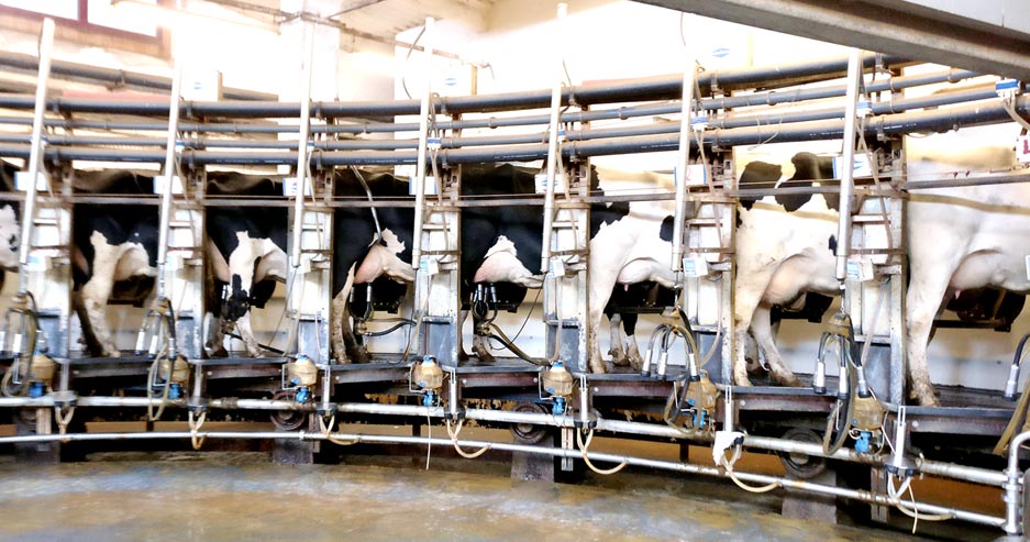 Knowing pathogens to stablish a correct bovine mastitis control program
