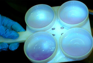Mastitis in cattle: SCC tests or CMT?