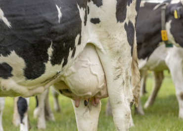 Can vaccination improve udder health KPIs? A field study in 33 Dutch farms