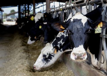 How 10 Belgian dairy farms take control of Strep. uberis mastitis by vaccination
