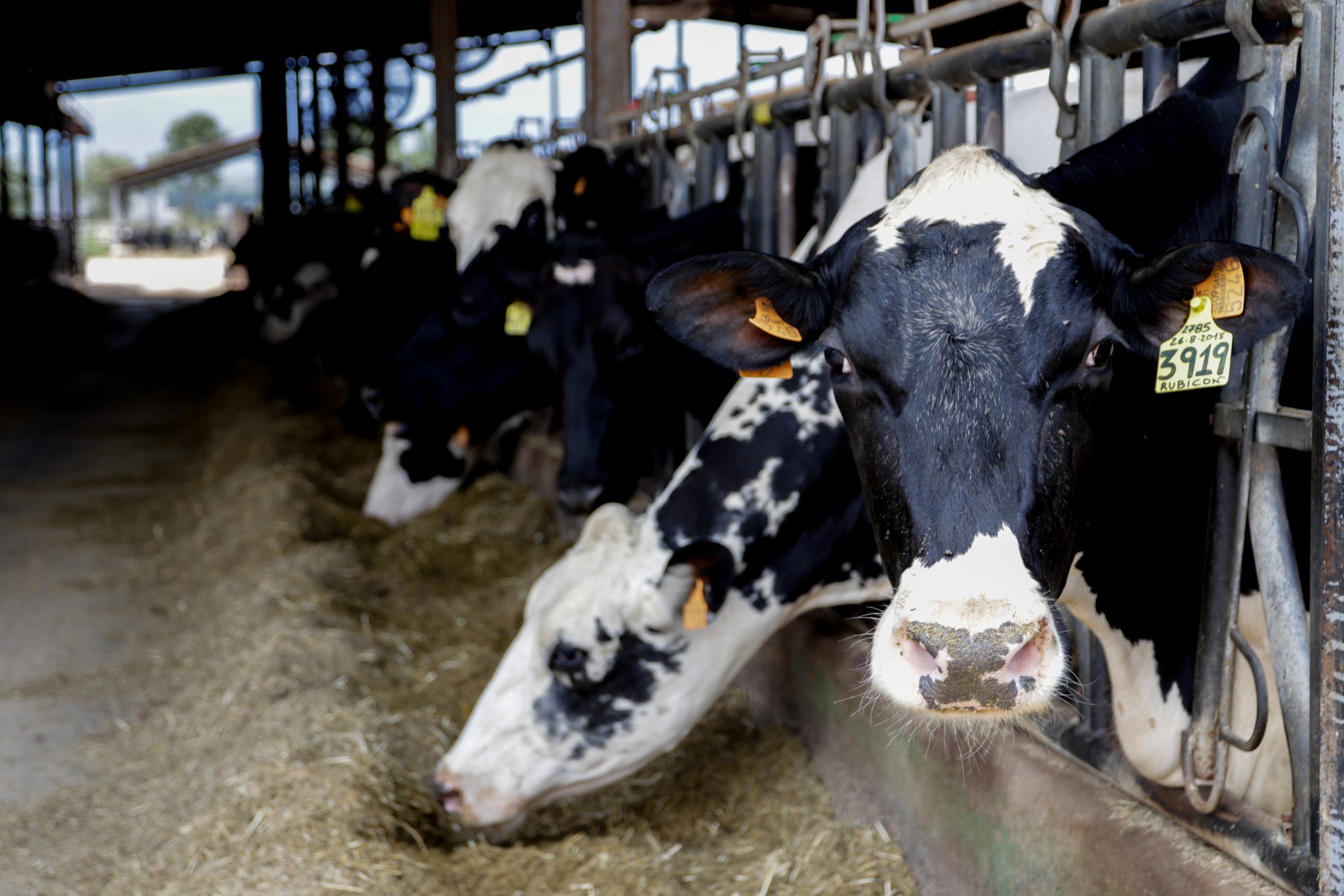 Cómo 10 granjas lecheras belgas logran controlar la mastitis causada por Streptococcus uberis mediante la vacunación