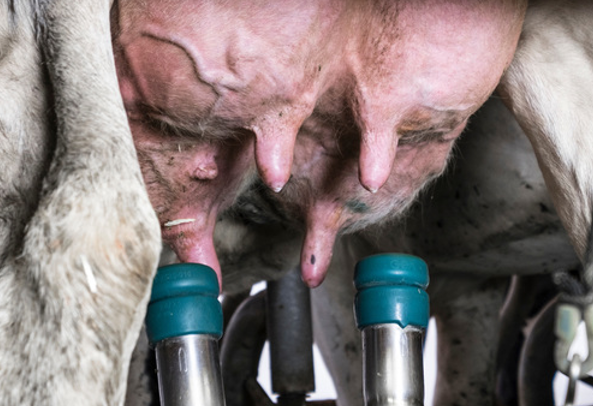 Staphylococcus aureus: milking process