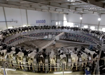 Meet Fazenda Colorado (Brazil) and their experience with vaccination against mastitis