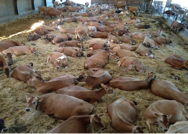 The importance of cow comfort and bedding management