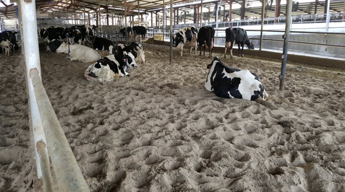 Cow bedding in open yards