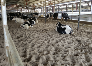 What about open yards? Key considerations