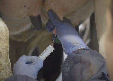 Quick, Easy, Essential: The Role of the California Mastitis Test in Udder Health