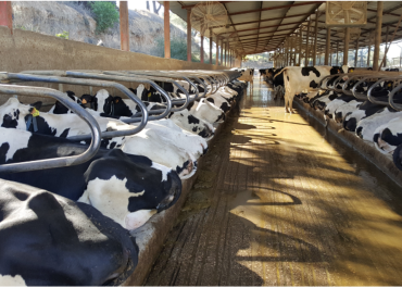 What Are The Key Considerations When We Talk About Freestalls?