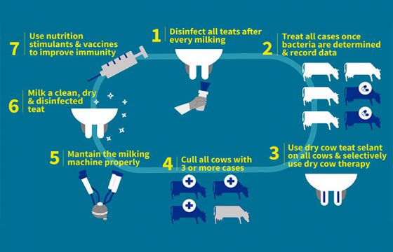 The 7 point mastitis control plan infographic