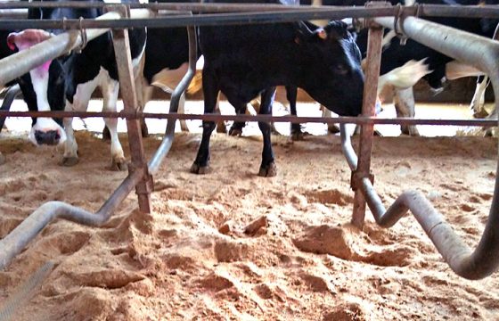 Bedding-materials-for-preventing-mastitis-in-dairy-farms2