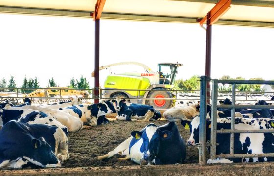 Environmental control: Preparing your herd against Bovine Mastitis during lactation.