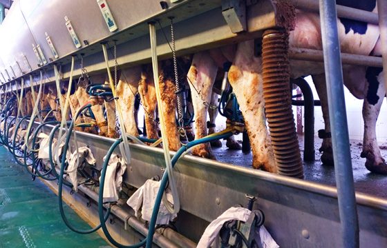 Checking-the-milking-machine-tips-to-prevent-contagious-mastitis-in-cattle1