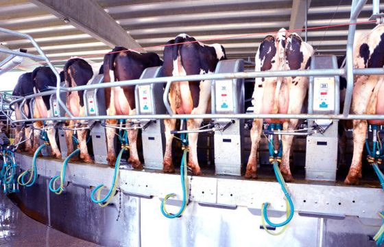 To reduce the transfer of a contagious mastitis in dairy cows during milking, it is recommended to milk infected cows last, or alternatively to designate a separate milking unit for infected cows.