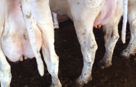 Environmental-control-when-preventing-mastitis-in-dairy-cattle