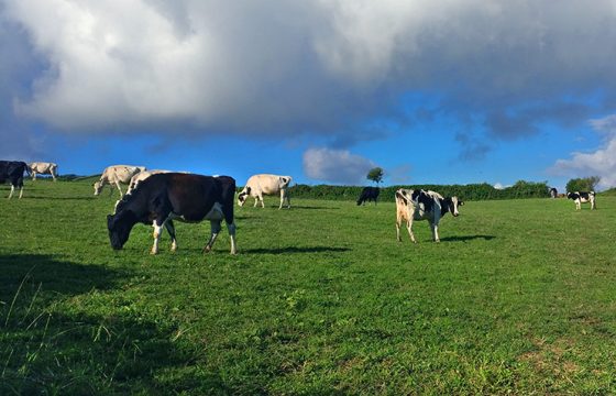 Farms free of Mastitis in cattle