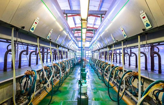 Milking-parlour-and-bovine-mastitis-in-dairy-cows