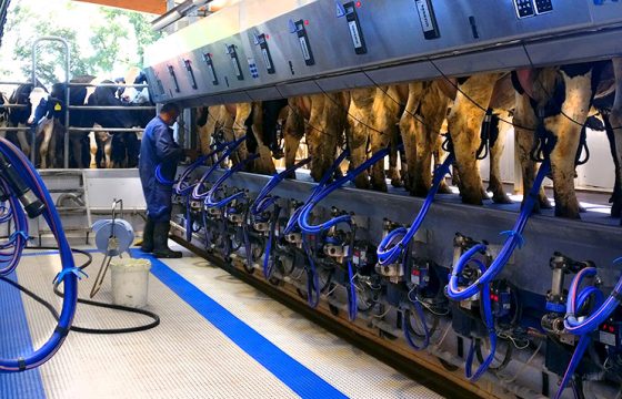 Milking machine. Efficient milking routine does not only mean reducing the milking time, but also reducing the risk of bovine mastitis in dairy cows.