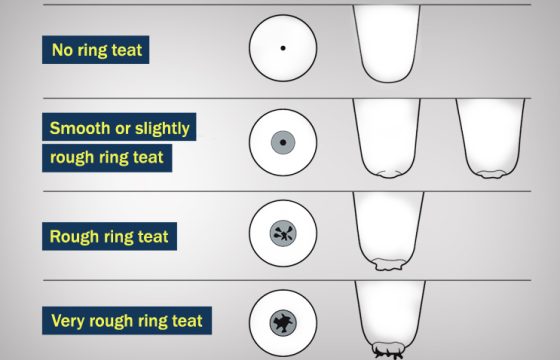 Teat end condition types. Checking the teat status is crucial in preventing bovine mastitis in dairy cows.