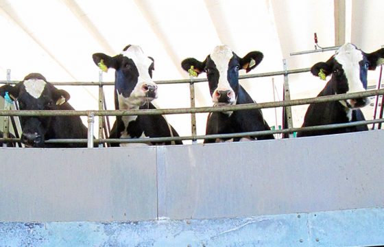 best-teat-dip-udder-mastitis-milking-cows
