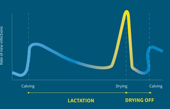 bovine-mastitis-infections-during-lactation-dry-period