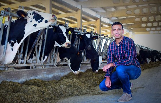 cattle-veterinarian-bovine-mastitis-prevention