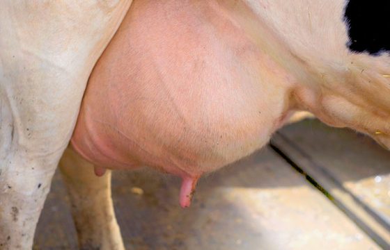 cleaning-disinfecting-udder-bovine-mastitis