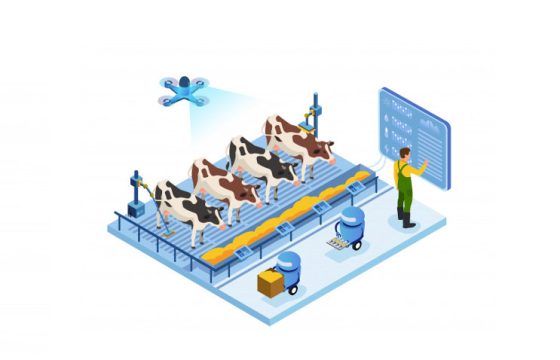 digitalization dairy cows