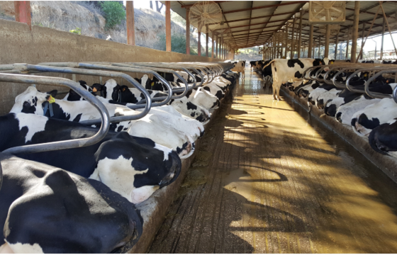 Fig1. The ideal position is when the rear part of the animal is slightly outside the cubicle.