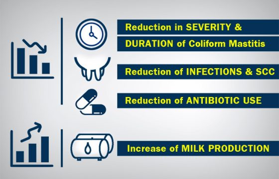 herd-performance-scc-in-milk-mastitis-dairy-cows-S