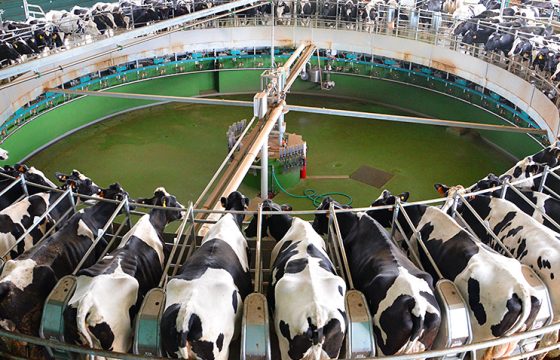 increasing-milk-quality-reducing-mastitis-in-cattle