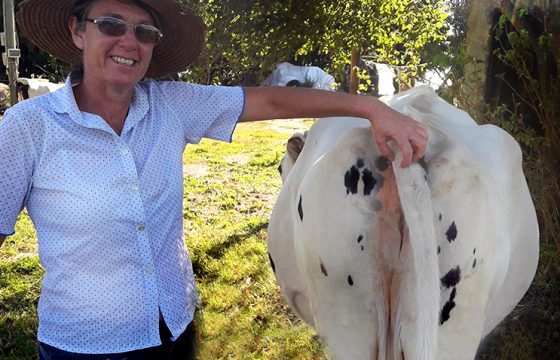 mastitis-dairy-cows-cheese-producer