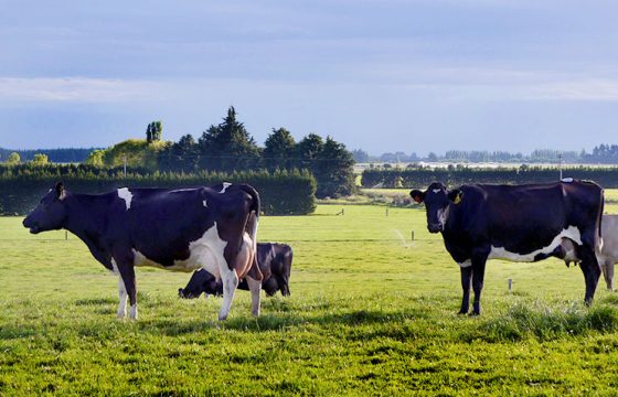 MASTIITS VACCINATION: Mastitis in dairy cows