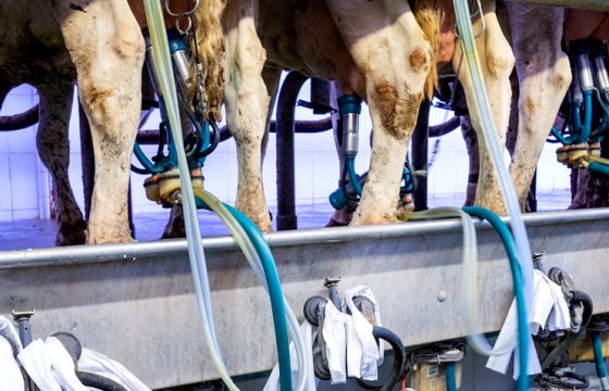 Managing your Mastitis Index: The role of NAS’s infections