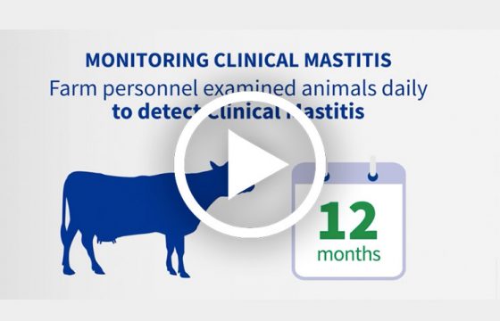 mastitis-vaccination-dairy-farm