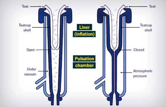 milking-machine-vaccum-to-prevent-mastitis-in-cattle-S