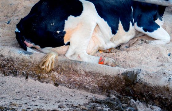 Some farmers never remove all the bedding, but only part of it, and make this system continuous. In order to control mastitis in cattle we need very good ventilation and the correct density of animals.
