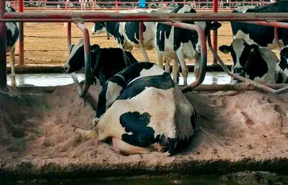 organic-materials-for-preventing-mastitis-in-dairy-cows3