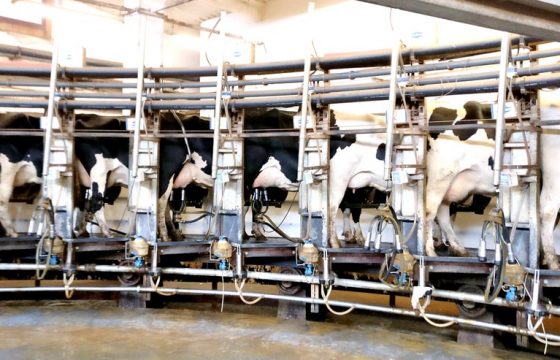 Knowing pathogens to stablish a correct bovine mastitis control program