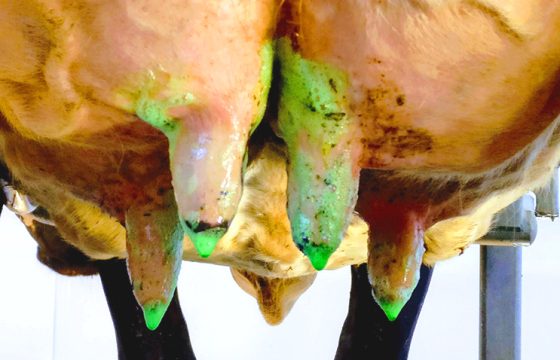 Preventing mastitis in dairy cattle by cleaning and disinfecting the udder