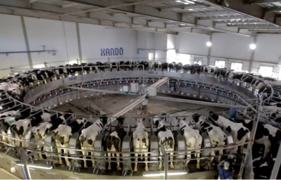 Rotary milking parlour
