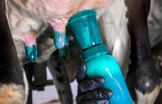 Pre & post milking teat dips: the importance for controlling Mastitis in Cattle