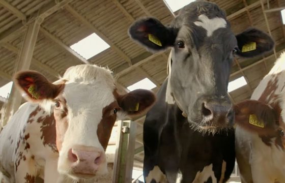 vaccination-against-ecoli-mastitis-farm-experience