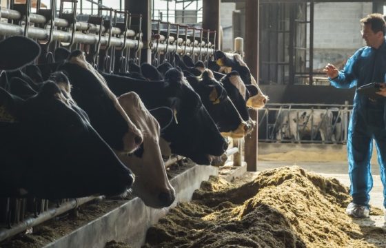 vaccination-mastitis-ecoli-farm